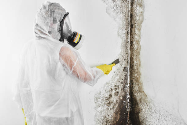 Best Asbestos and Lead Testing During Mold Inspection  in Bennington, NE